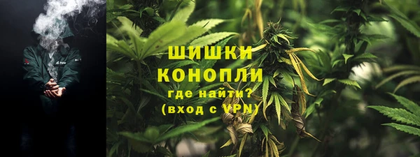 сатива Ростов